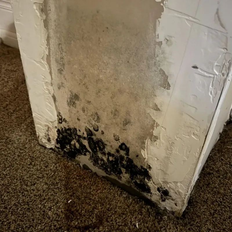 Professional Mold Removal in West Paris, ME